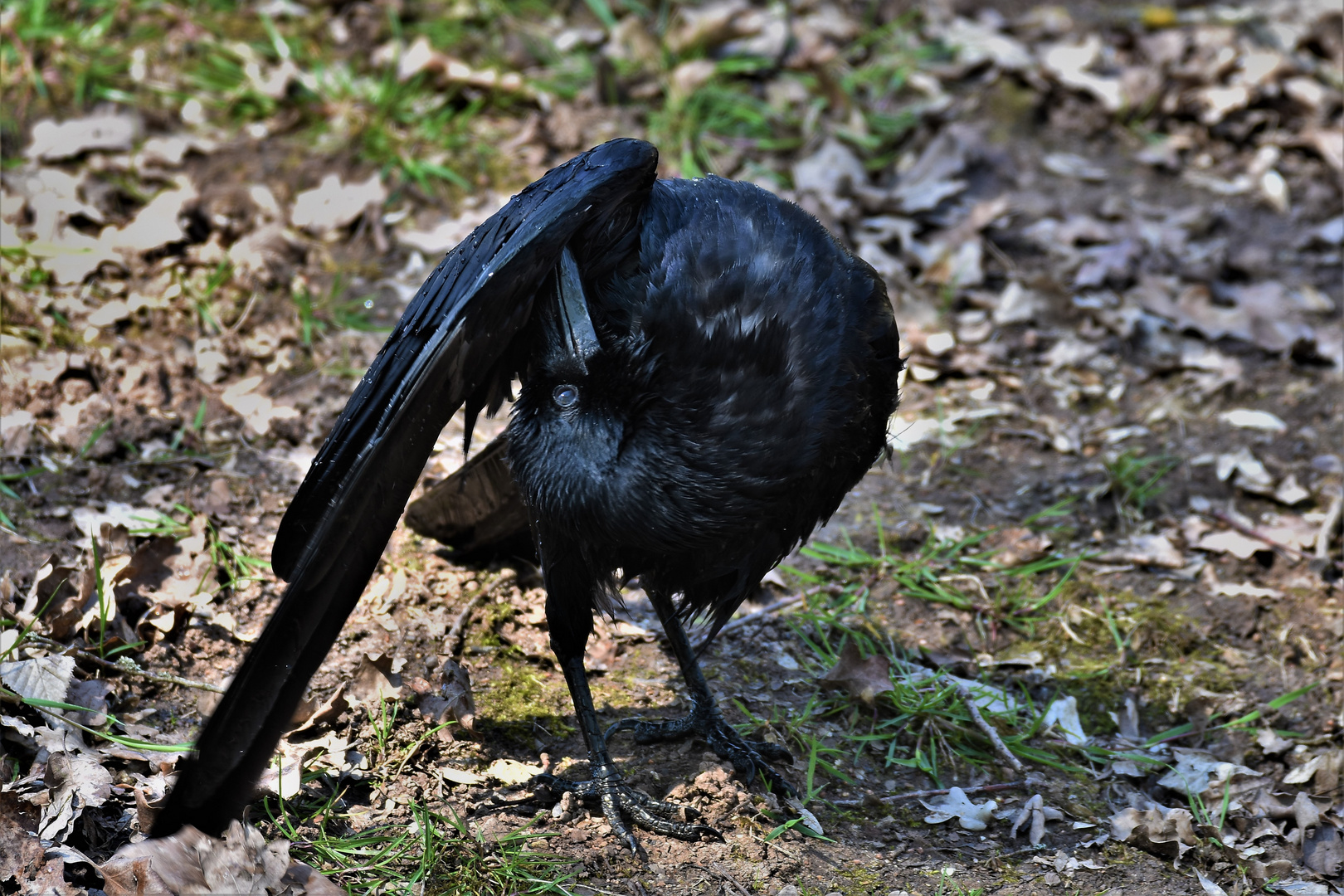 La toilette du corbeau