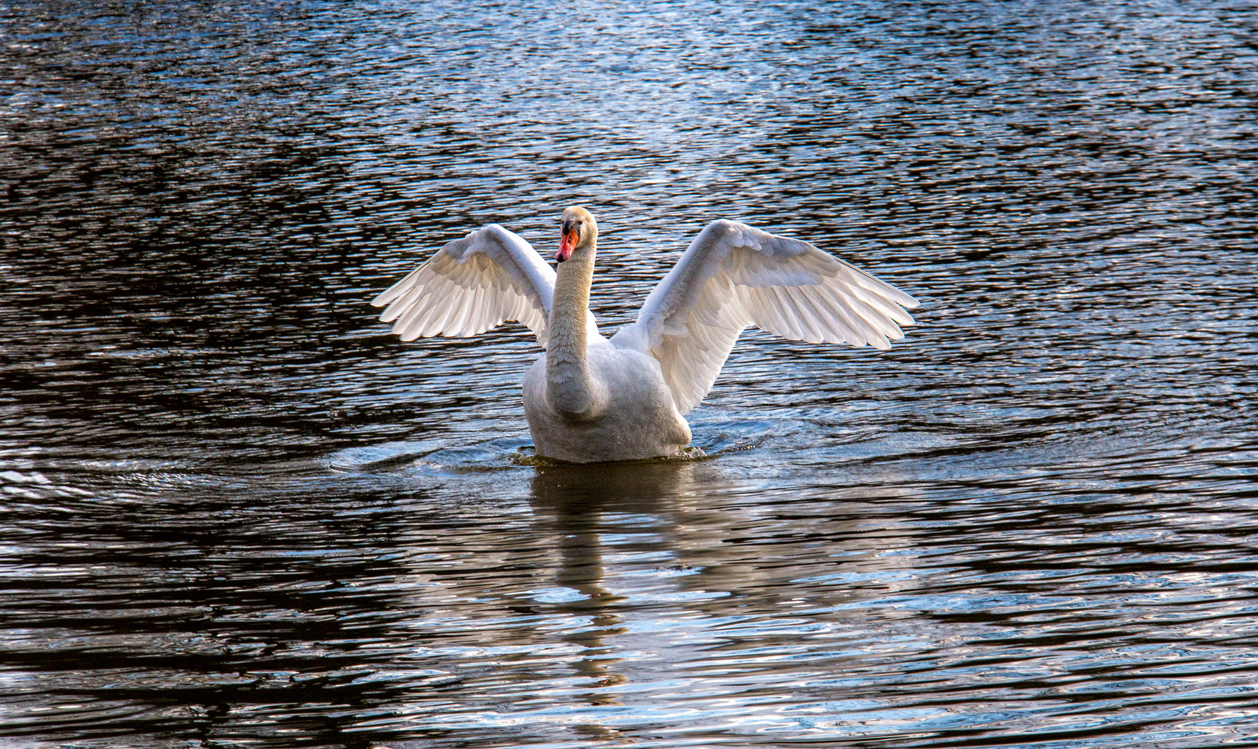 La toilette du cygne 