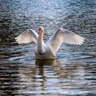 La toilette du cygne 