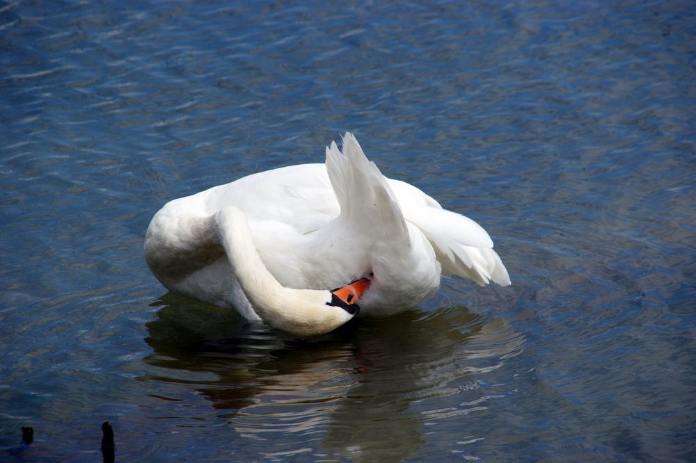 La toilette du cygne!