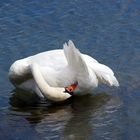 La toilette du cygne!