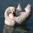 La toilette du cygne