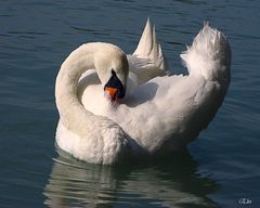 La toilette du cygne