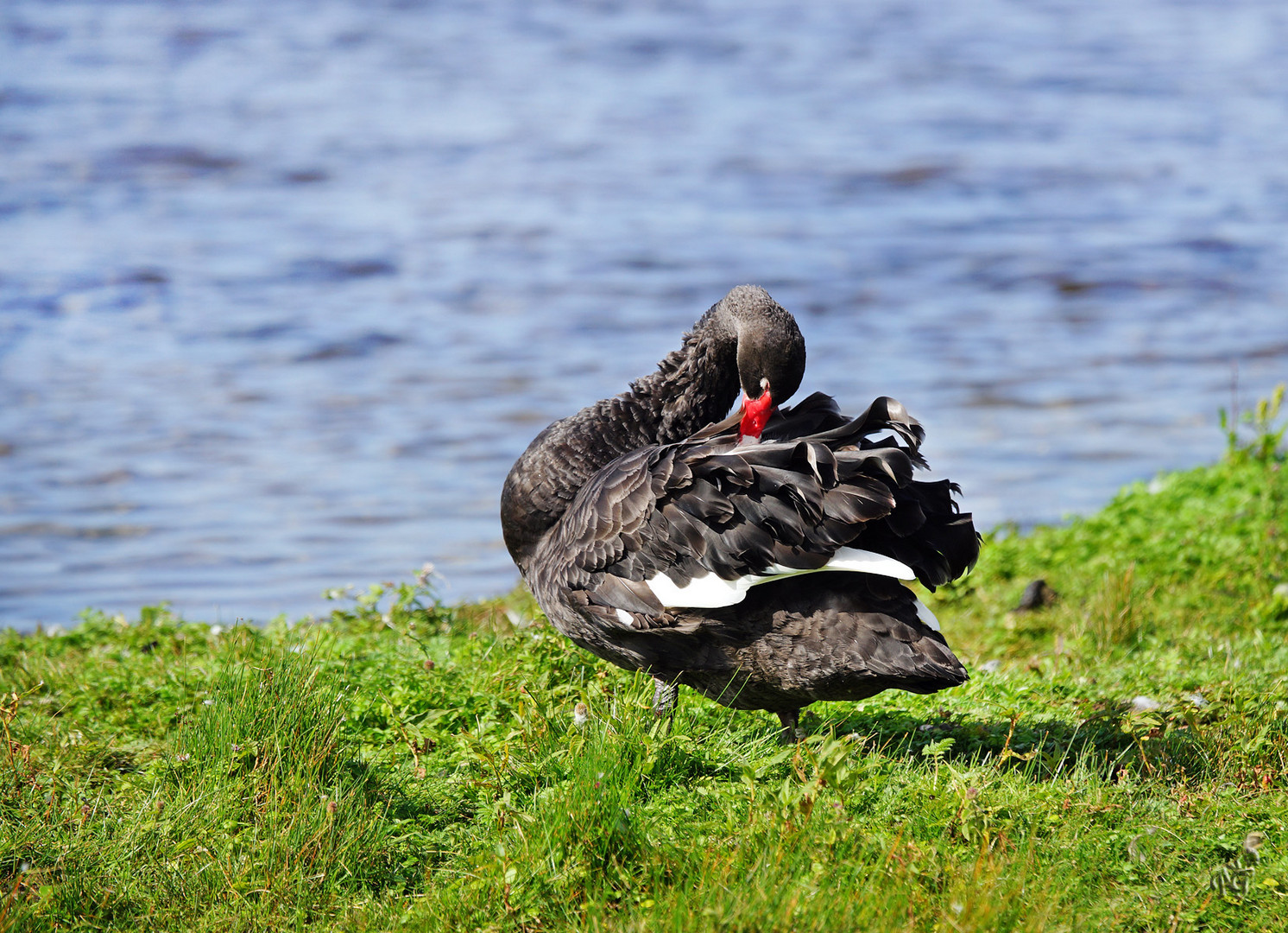 La toilette du cygne noir