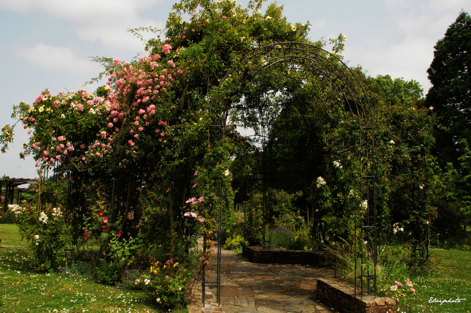 La tonnelle des roses 