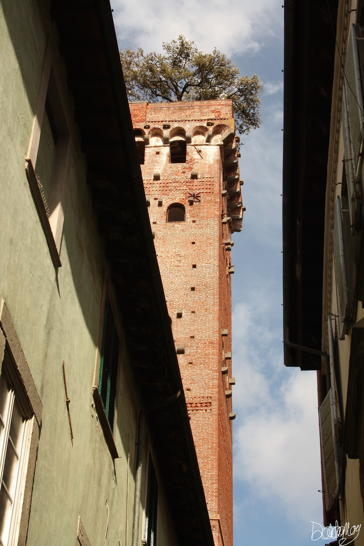 La Torre Alberata Palazzo Guinigi LUCCA