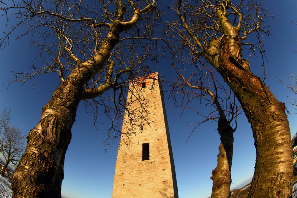 La Torre e l'albero