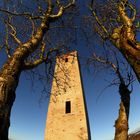 La Torre e l'albero