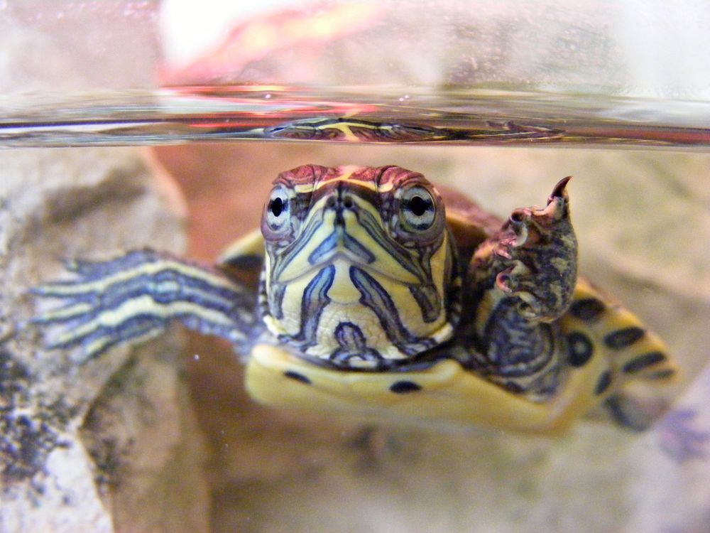 la tortue de herine cat 