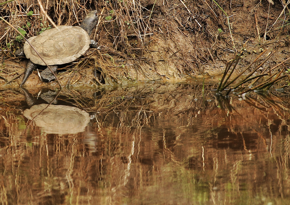 la tortue !!