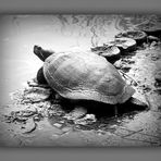 LA TORTUE