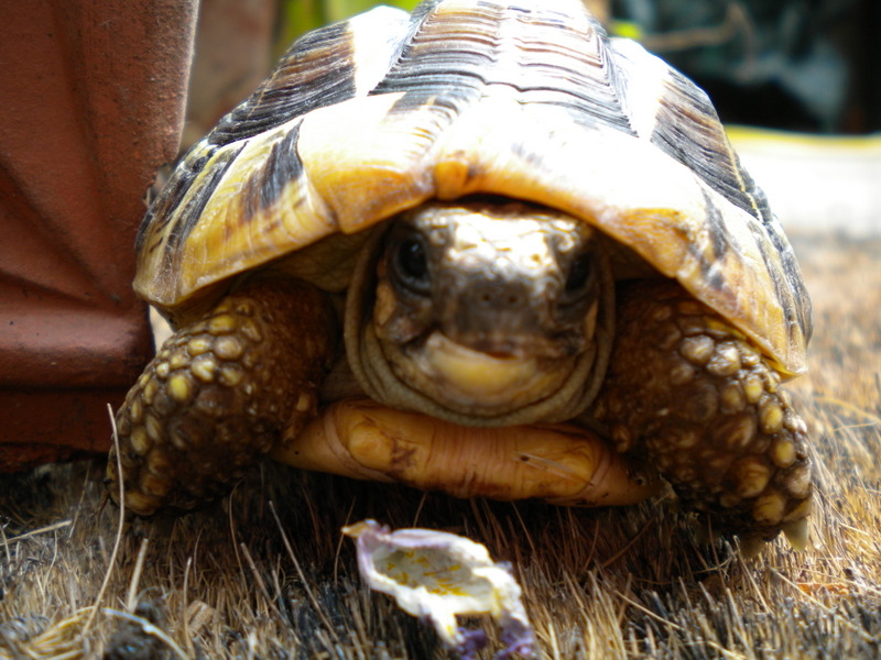 La tortue Charlotte