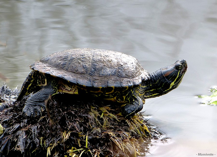 La Tortue d' eau