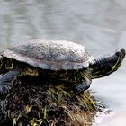 La Tortue d' eau