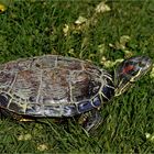 la tortue d eau qui préférait la campagne .....