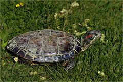 la tortue d eau qui préférait la campagne .....