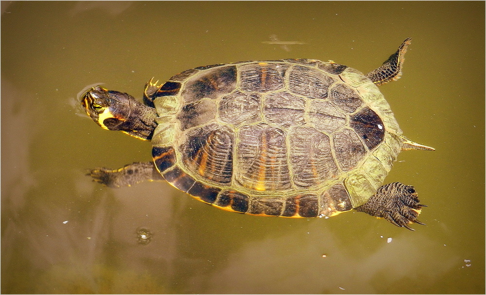 la tortue