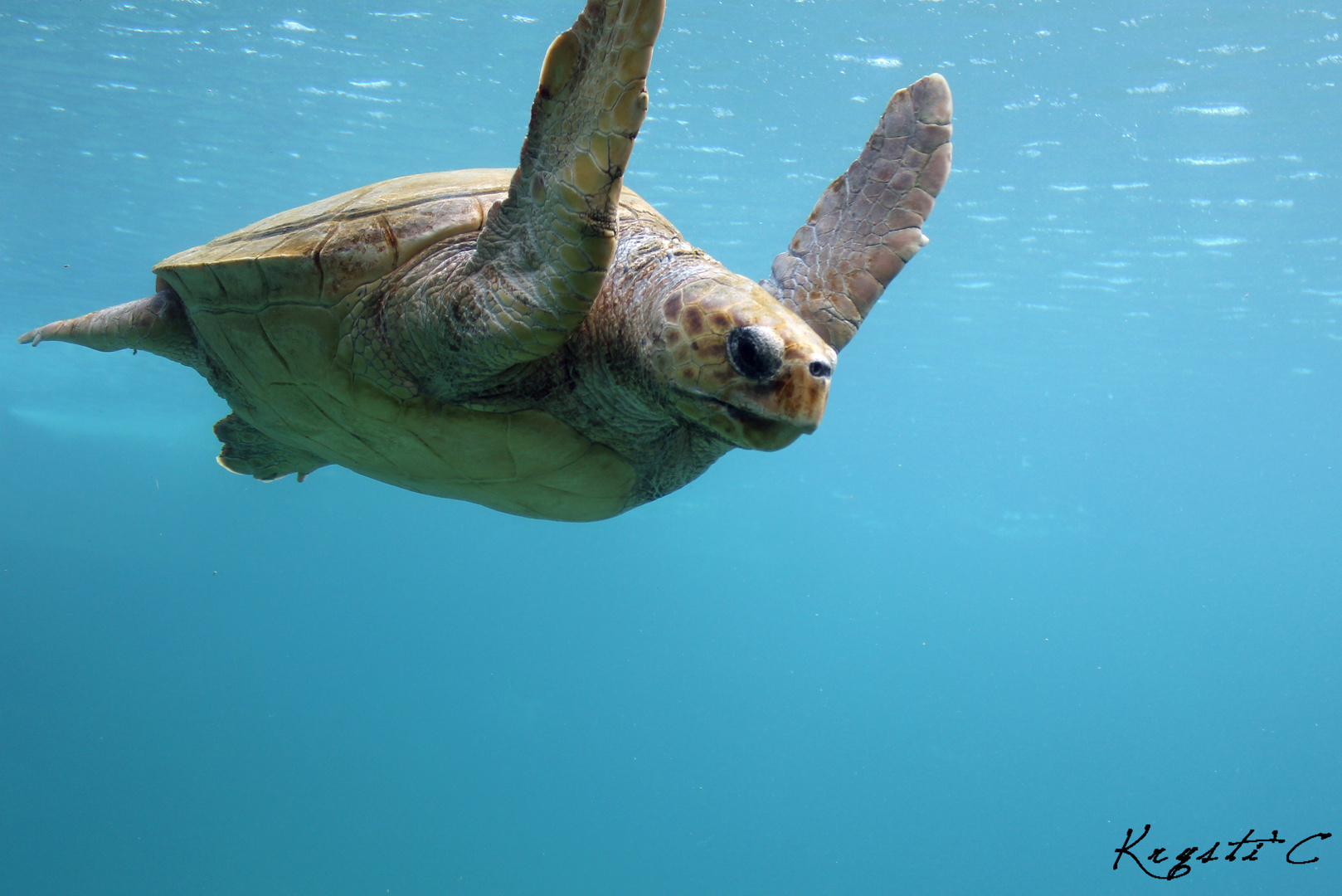 La tortue Marine