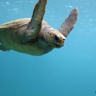 La tortue Marine