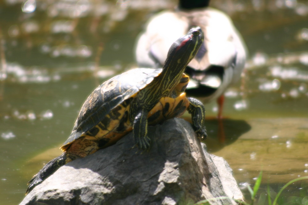 la tortue qui guette