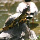 la tortue qui guette