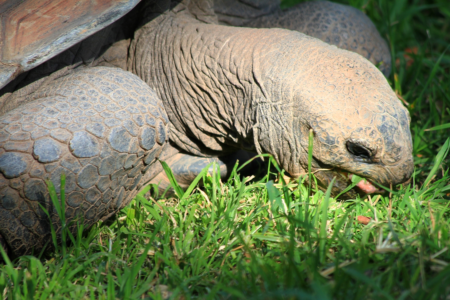 la tortuga