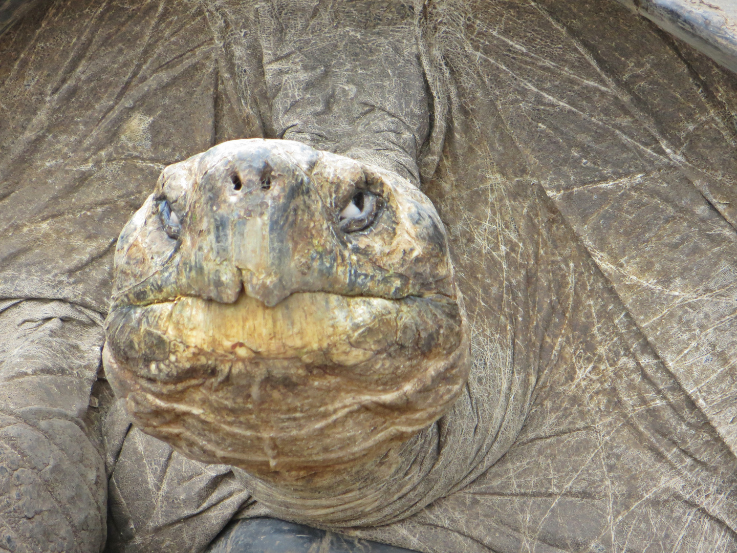 La Tortuga Gigante