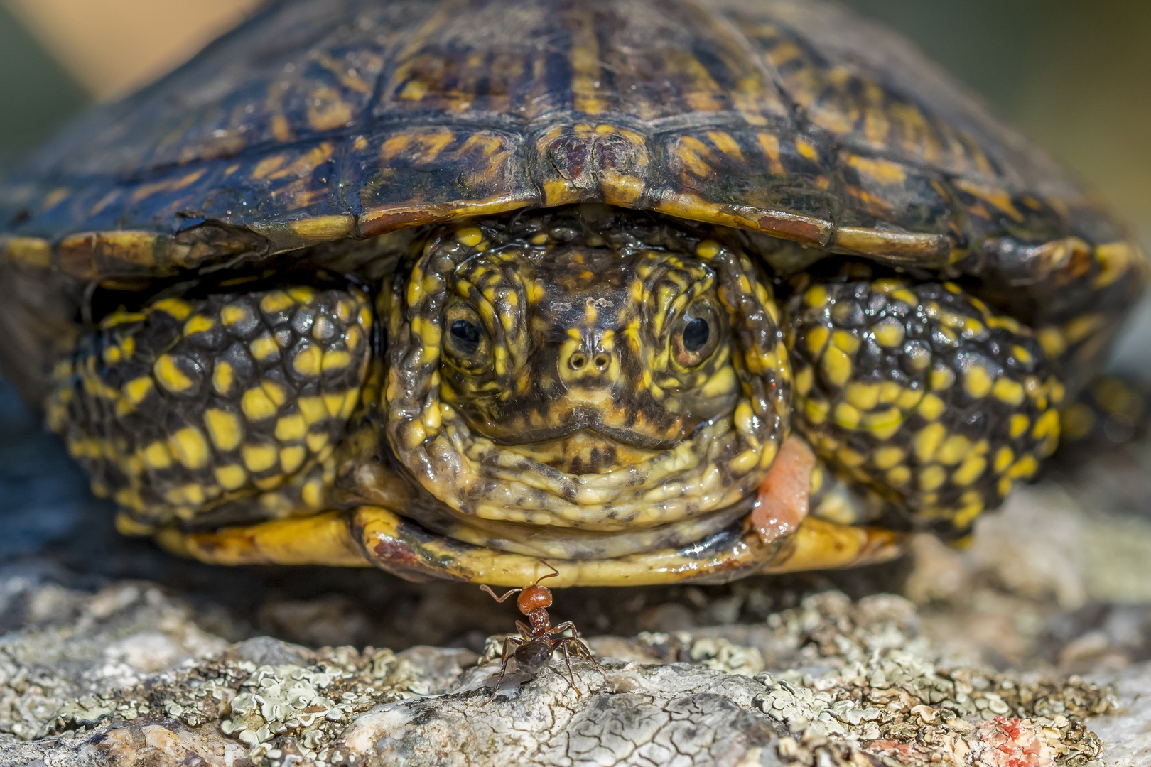 La tortuga y la Hormiga.