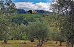 la toscane traditionnelle : art , vin et huile d olive...