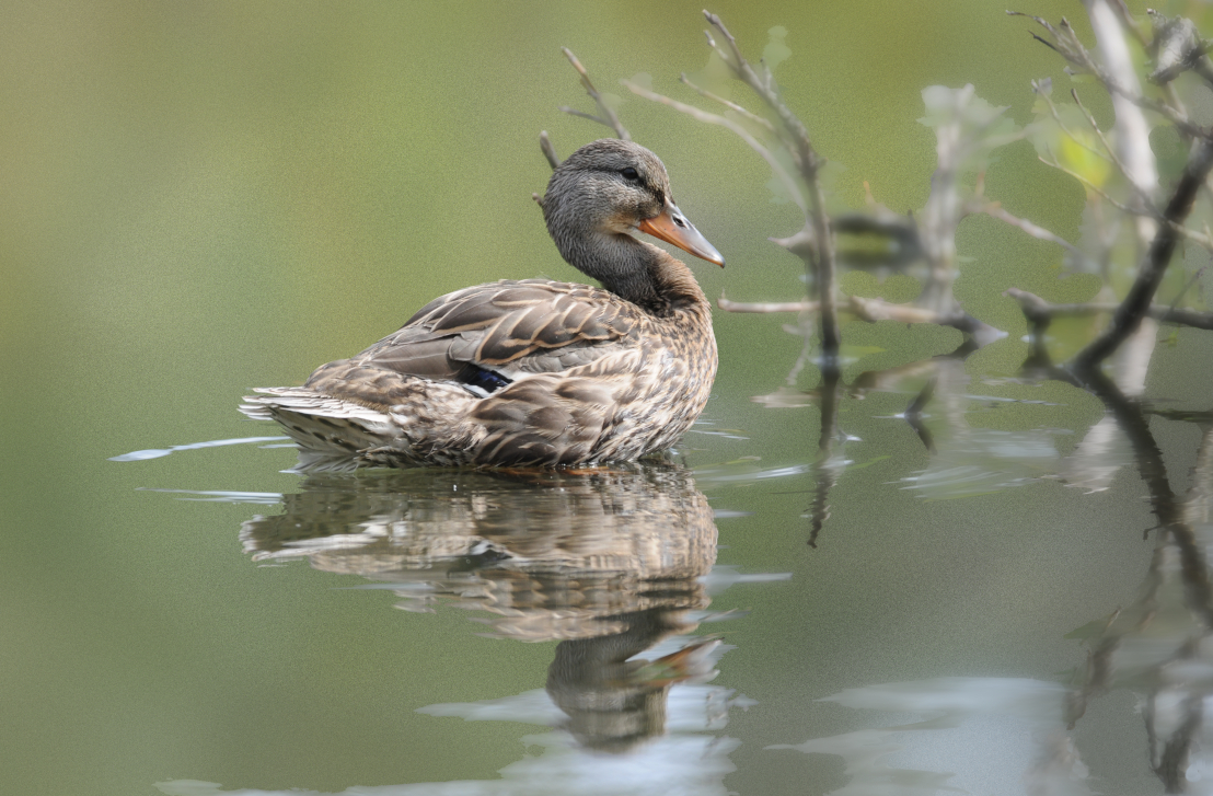 la toujours souriante madame mallard 