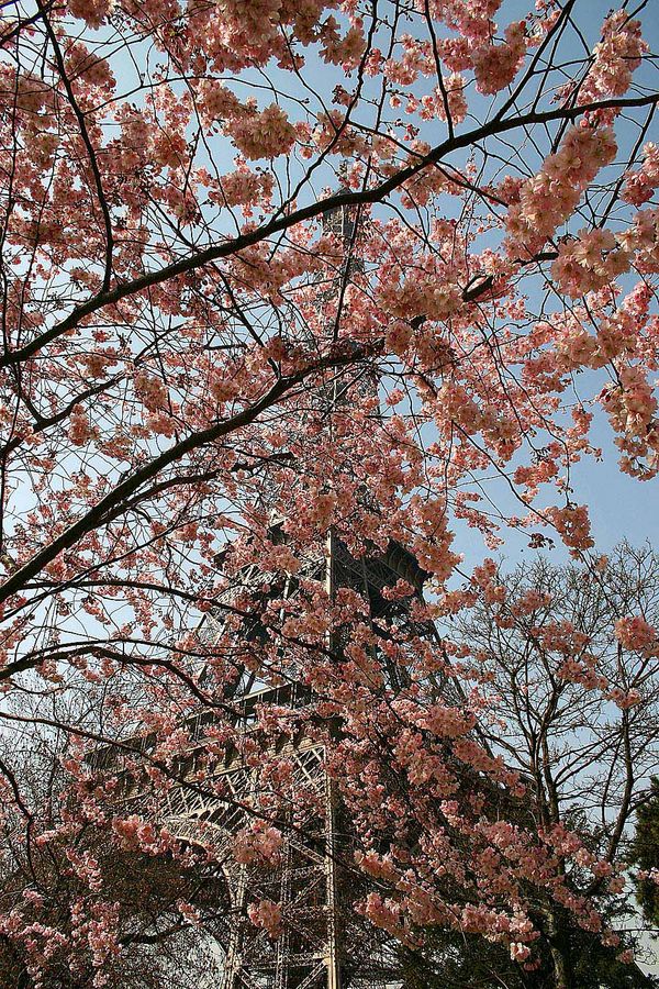 La tour eiffel au printemps