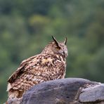 La tournée du Grand Duc