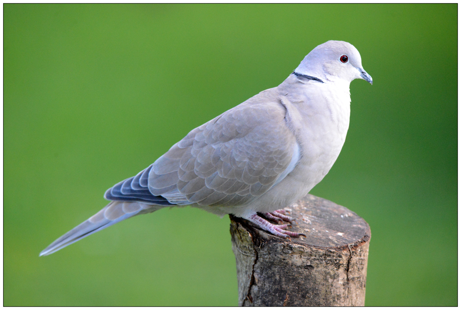 La tourterelle turque photo et image animaux, animaux sauvages, oiseaux Images
