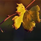 la toute dernière  feuille de vigne...