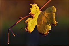 la toute dernière  feuille de vigne...