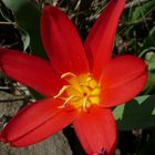 La toute première fleur du jardin