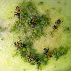 La traite des pucerons verts sur pomme