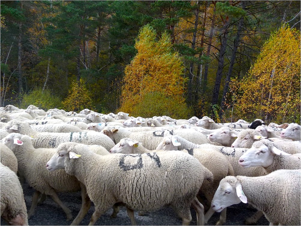 *la transhumance*