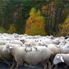 *la transhumance*