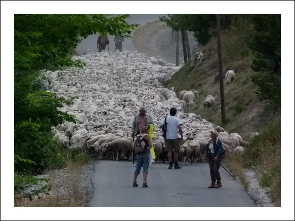 *la transhumance*