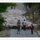 *la transhumance*