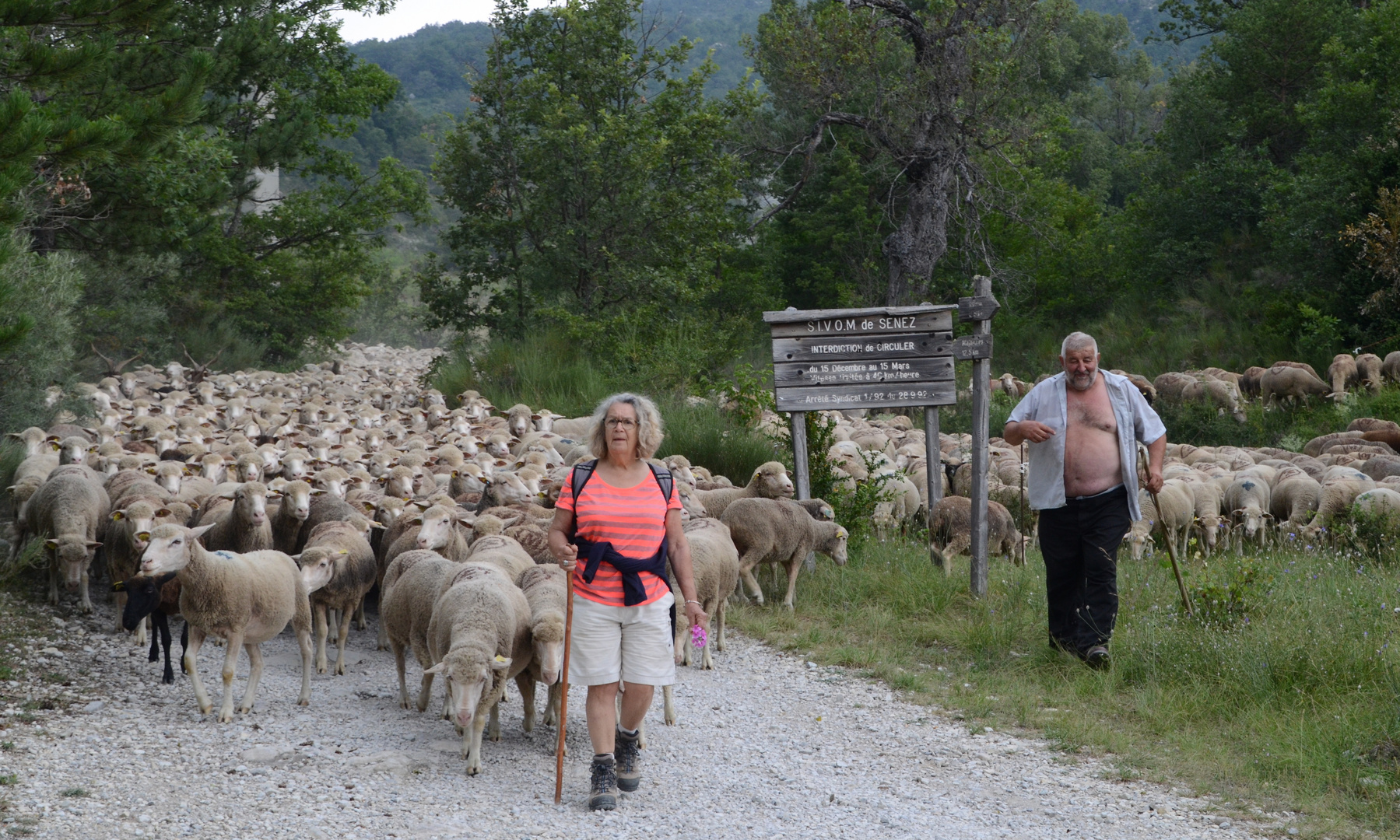 * la transhumance *