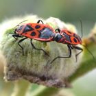 La transmition de la vie a l'état naturel