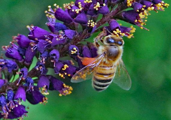 la transparence  ou le souffle  d une aile...dirait Mallarmè