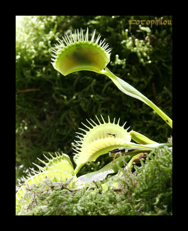 La trappe a fait mouche (dionaea muscipula) ; Gobe-mouches