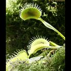 La trappe a fait mouche (dionaea muscipula) ; Gobe-mouches