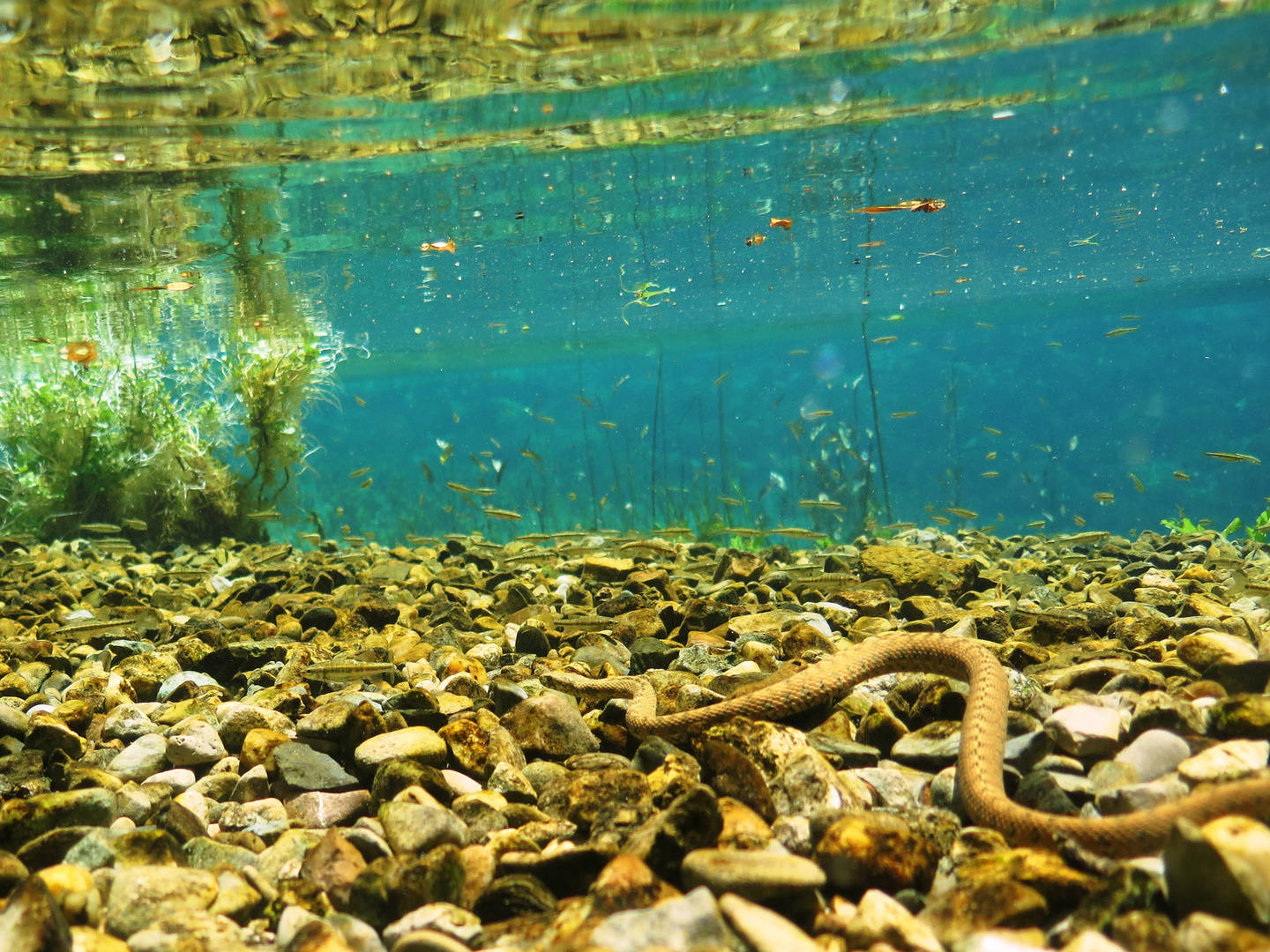 La traque sauvage