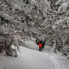 La travesía del bosque. Montes de León