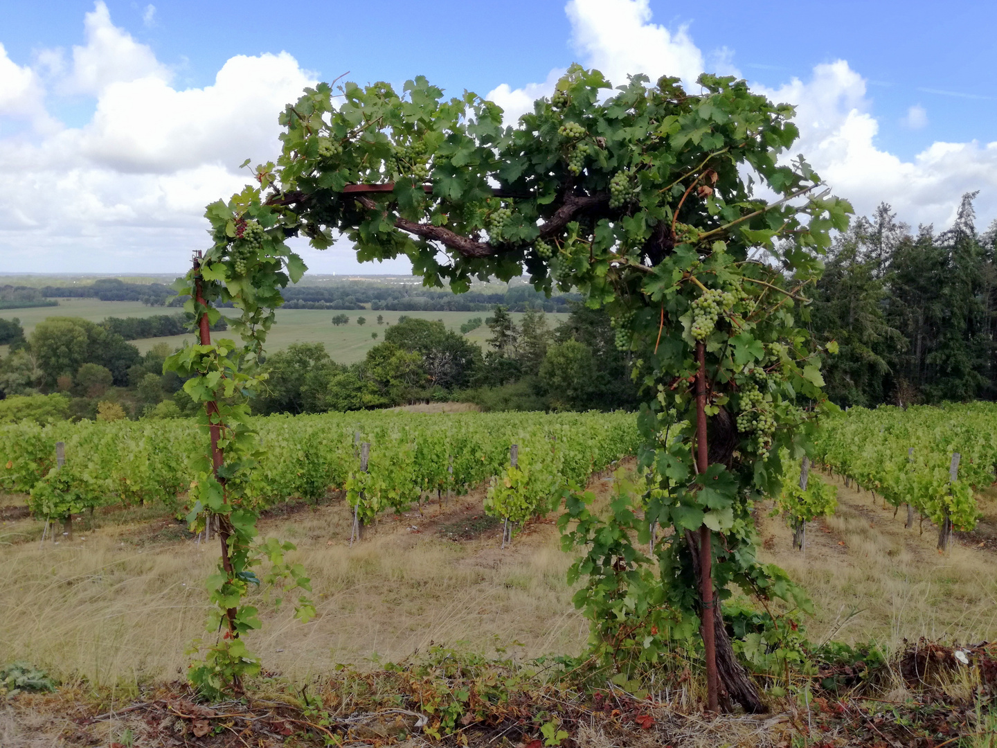 La treille angevine