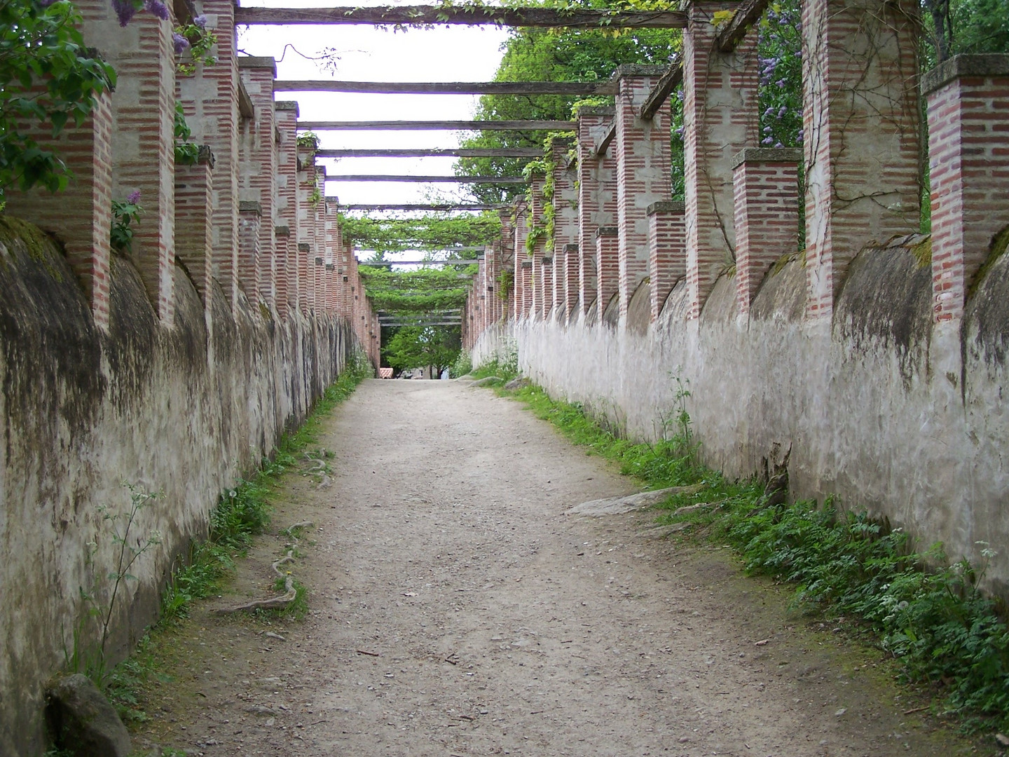 La treille dans l'entrée du Parc La Garenne Lemot à Clisson (44)